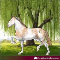 Horse Color:White Spotted Gold Champagne Splash Frame 