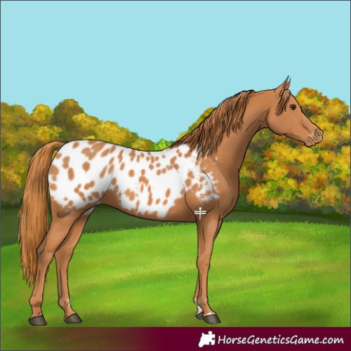 Horse Color:Chestnut Appaloosa 