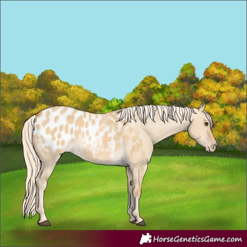 Horse Color:Palomino Dun Appaloosa 