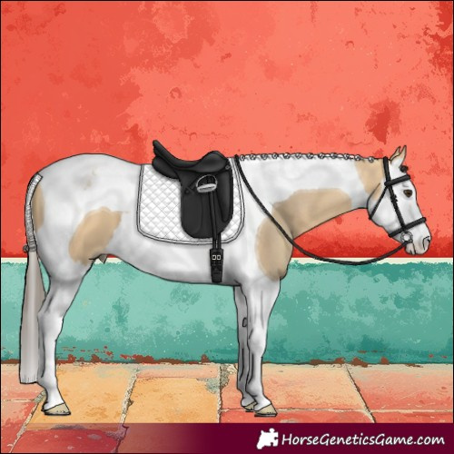 Horse Color:Buckskin Dun Splash Tobiano 