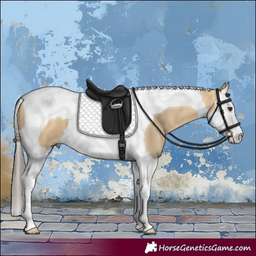 Horse Color:Buckskin Dun Splash Tobiano 
