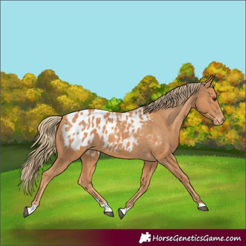 Horse Color:Chestnut Appaloosa 