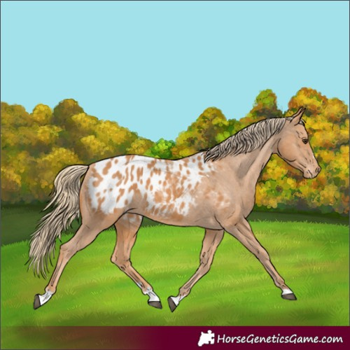 Horse Color:Chestnut Appaloosa 