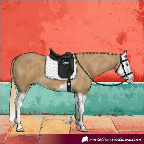 Horse Color:Chocolate Palomino Dun Splash 