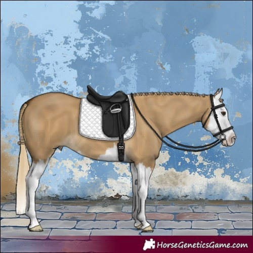 Horse Color:Chocolate Palomino Dun Splash 