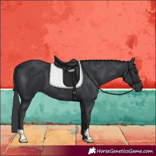 Horse Color:Black 