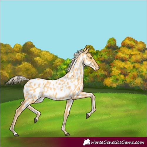 Horse Color:Palomino Appaloosa and Palomino Appaloosa Rabicano