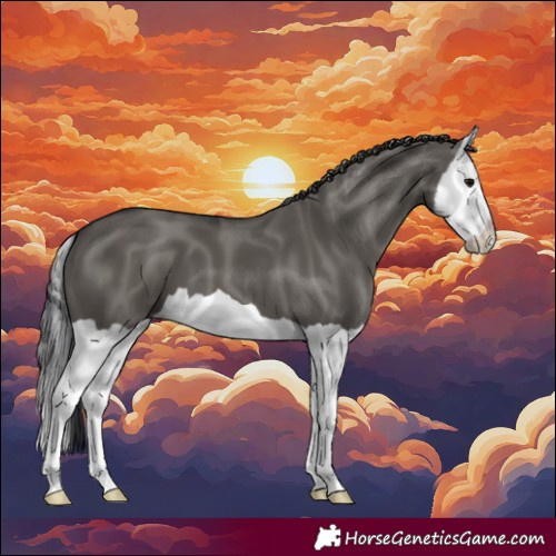 Horse Color:Grullo Splash 
