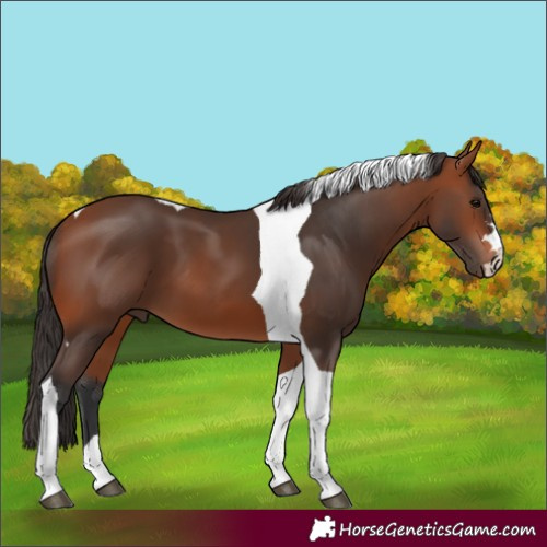 Horse Color:Bay Tobiano 