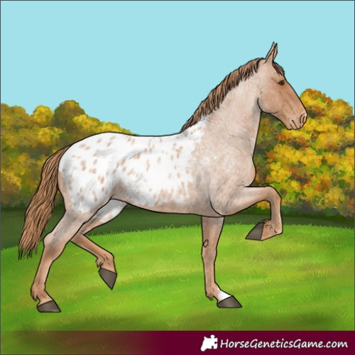 Horse Color:Red Roan Appaloosa 