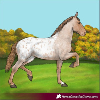 Horse Color:Red Roan Appaloosa