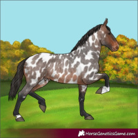 Horse Color:Brown Roan Near Leopard