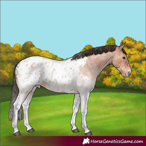 Horse Color:White Spotted Bay Roan Near Leopard