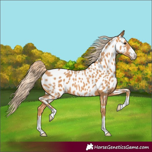 Horse Color:Chestnut Appaloosa 
