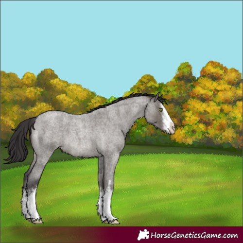 Horse Color:White Spotted Smoky Grullo Roan 