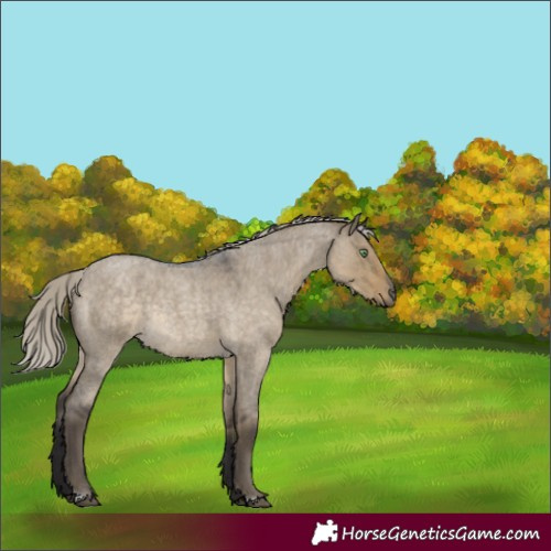 Horse Color:Silver Smoky Grullo Roan Rabicano 