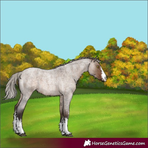 Horse Color:White Spotted Silver Brown Roan Dun 