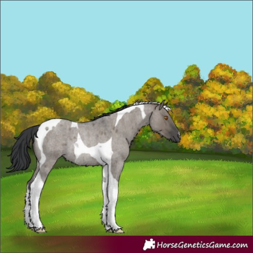 Horse Color:Grullo Roan Tobiano Rabicano 