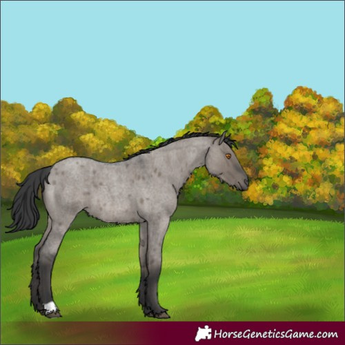 Horse Color:Grullo Roan 