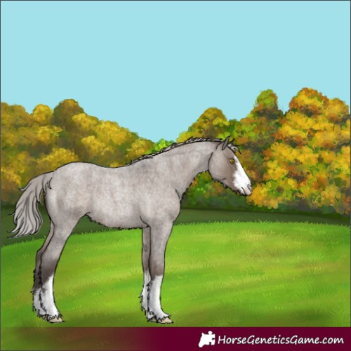 Horse Color:White Spotted Silver Grullo Roan Rabicano 