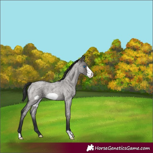 Horse Color:Grullo Roan Frame 