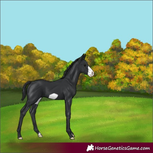 Horse Color:Black Frame 