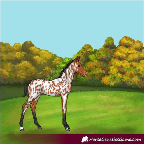 Horse Color:Bay Appaloosa 