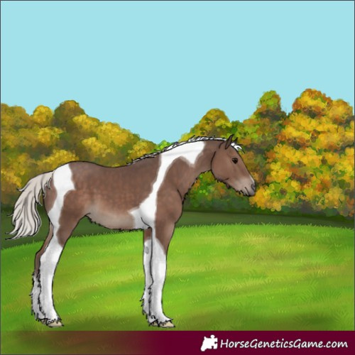 Horse Color:Silver Black Tobiano 