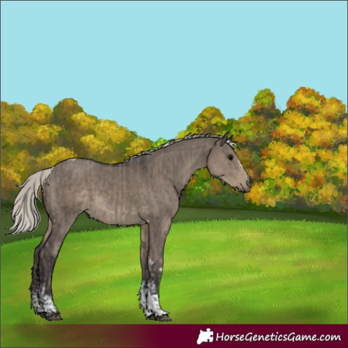Horse Color:Silver Grullo Sabino Tobiano  and Silver Smoky Grullo Mushroom Sabino Tobiano 