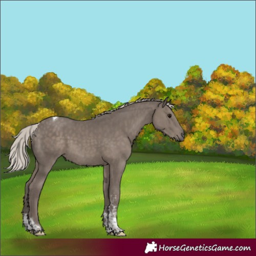 Horse Color:Silver Black Sabino Tobiano 