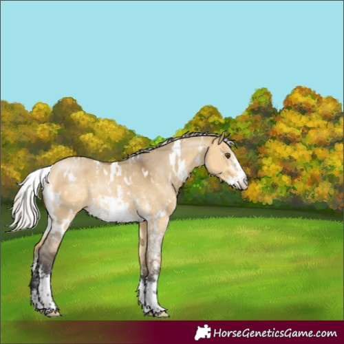 Horse Color:White Spotted Silver Buckskin Dun Sabino 
