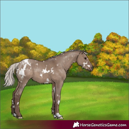 Horse Color:White Spotted Silver Grullo 