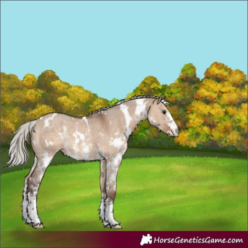 Horse Color:White Spotted Silver Brown Dun Sabino 