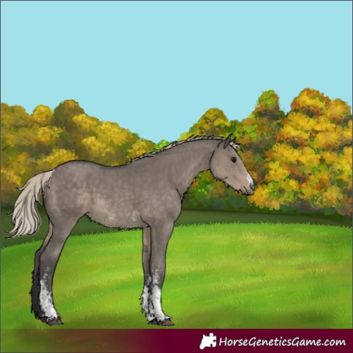Horse Color:Silver Smoky Grullo Sabino 