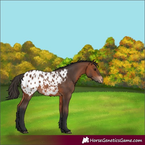 Horse Color:Bay Appaloosa 