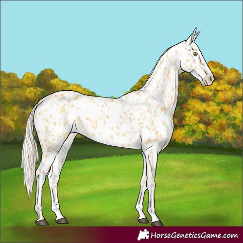 Horse Color:Palomino Appaloosa and Palomino Appaloosa