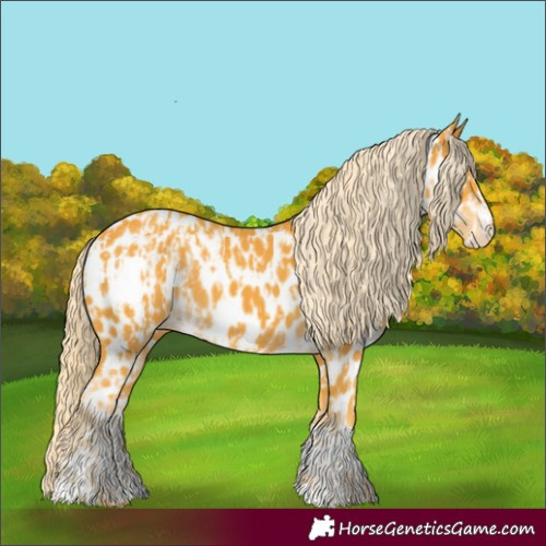 Horse Color:Palomino Appaloosa  and Palomino Appaloosa 
