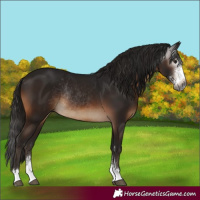 Horse Color:Gray Brown Sabino Rabicano