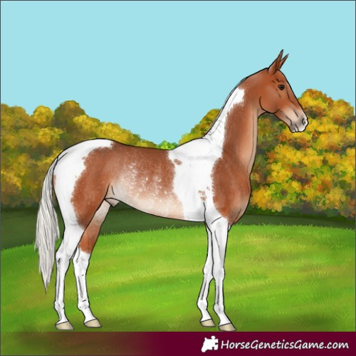 Horse Color:Silver Bay Tobiano Rabicano 