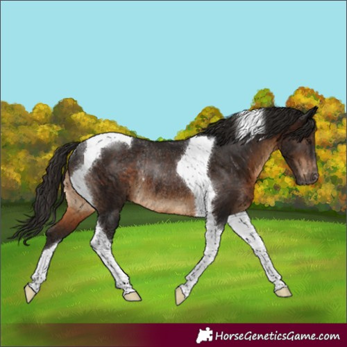 Horse Color:Gray Brown Tobiano Varnish Rabicano 