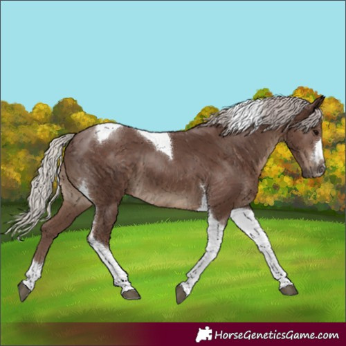 Horse Color:Silver Black Tobiano 