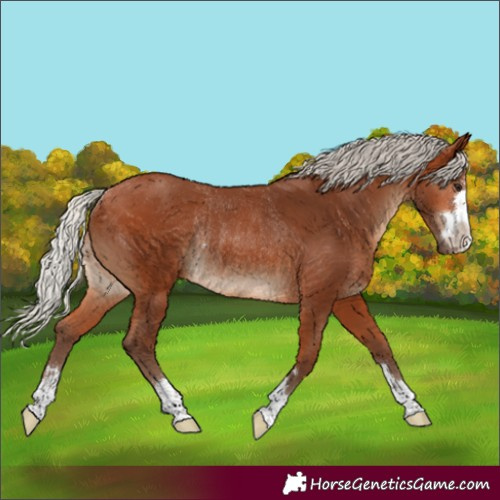 Horse Color:Silver Bay Rabicano
