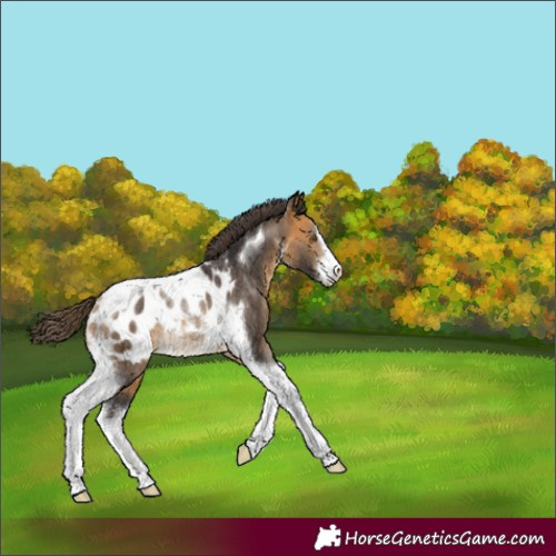 Horse Color:White Spotted Buckskin Tobiano Blanket Rabicano