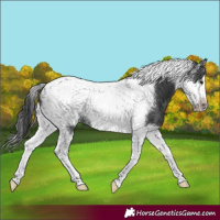 Horse Color:Black Splash Tobiano Frame Rabicano