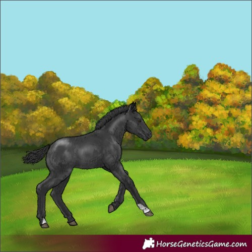 Horse Color:Black 