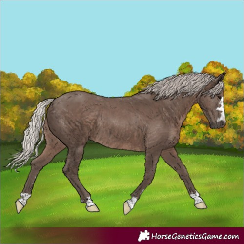 Horse Color:Silver Black Rabicano 