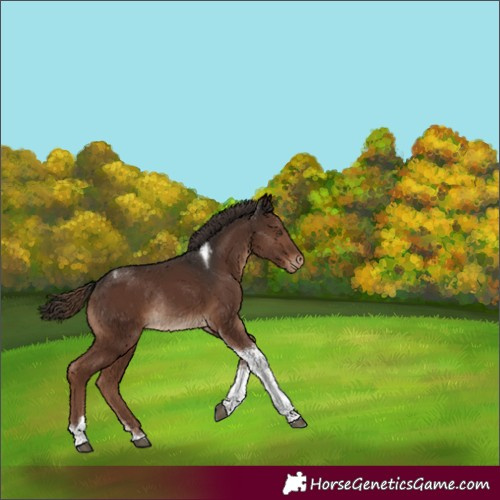 Horse Color:Liver Chestnut Tobiano Varnish Rabicano 