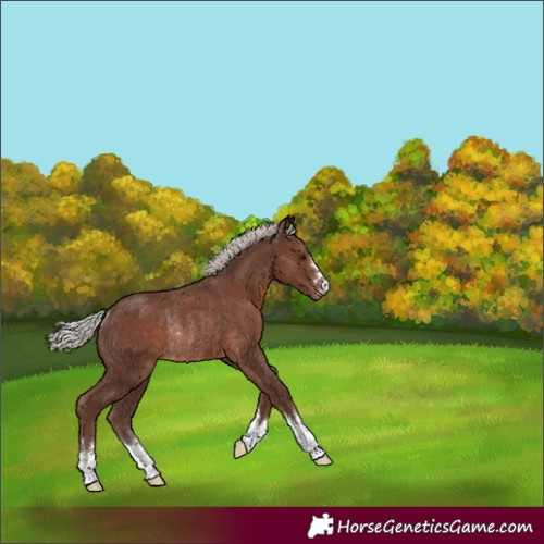 Horse Color:Silver Black Appaloosa Rabicano 