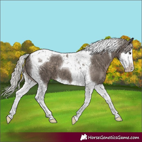 Horse Color:Silver Black Splash Tobiano