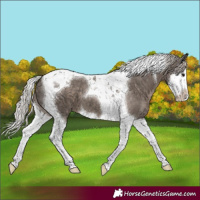 Horse Color:Silver Black Splash Tobiano 